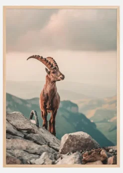 Mountain Goat Poster (21x29.7 cm (A4))