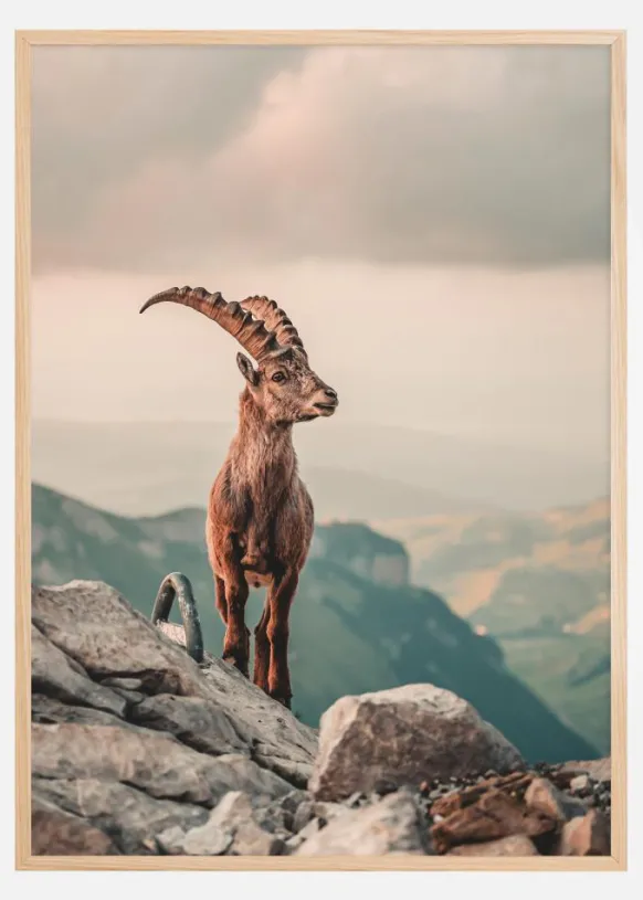 Mountain Goat Poster (21x29.7 cm (A4))