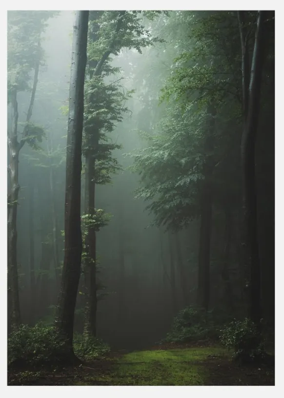Mysterious Forest Canvastavla (30x40 cm)