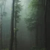 Mysterious forest Poster (21x29.7 cm (A4))