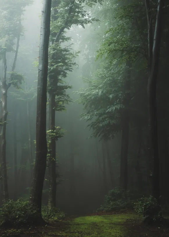 Mysterious forest Poster (21x29.7 cm (A4))