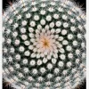 Notocactus Scopa Canvastavla (30x40 cm)