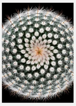 Notocactus Scopa Canvastavla (30x40 cm)