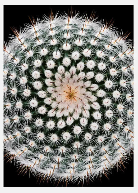 Notocactus Scopa Canvastavla (30x40 cm)