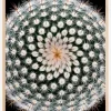 Notocactus scopa Poster (21x29.7 cm (A4))