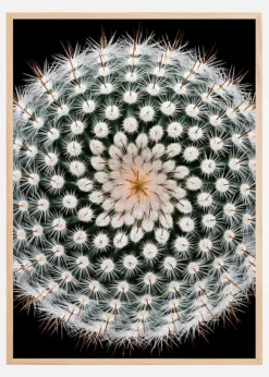 Notocactus scopa Poster (21x29.7 cm (A4))