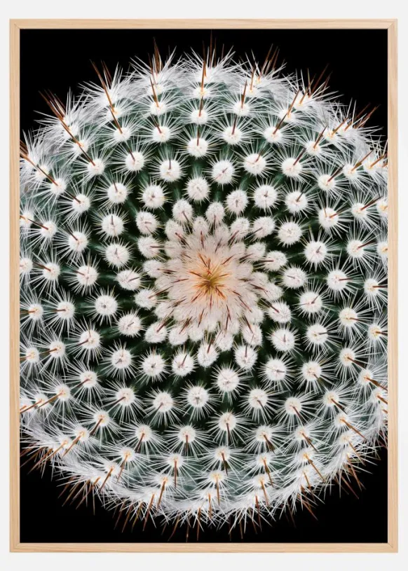 Notocactus scopa Poster (21x29.7 cm (A4))