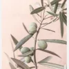 Olives Canvastavla (30x40 cm)