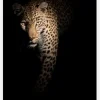 Out Of The Darkness Canvastavla (30x40 cm)