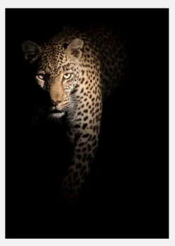 Out Of The Darkness Canvastavla (30x40 cm)