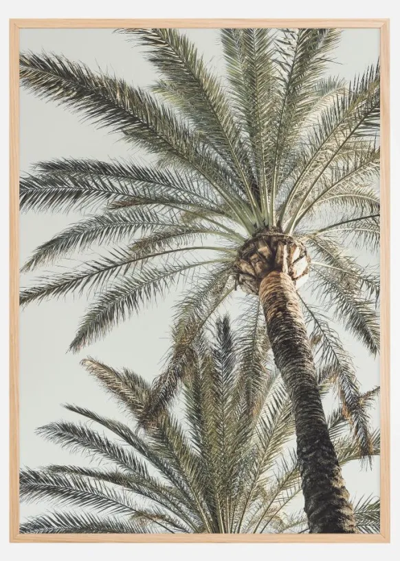 Palm 005 Poster (21x29.7 cm (A4))