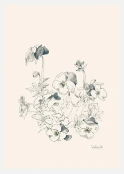 Pansies Pencil Drawing Canvastavla (30x40 cm)