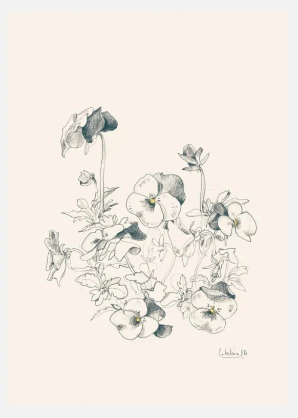 Pansies Pencil Drawing Canvastavla (30x40 cm)
