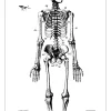 Patentritning - Anatomiskt Skelett I Poster (21x29.7 cm (A4))