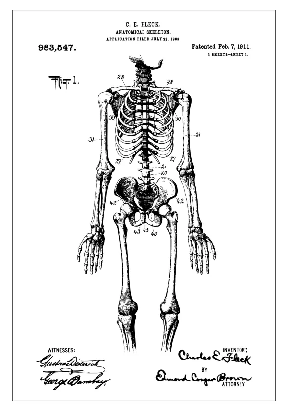 Patentritning - Anatomiskt Skelett I Poster (21x29.7 cm (A4))