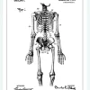 Patentritning - Anatomiskt Skelett I Canvastavla (30x40 cm)