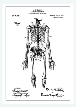 Patentritning - Anatomiskt Skelett I Canvastavla (30x40 cm)