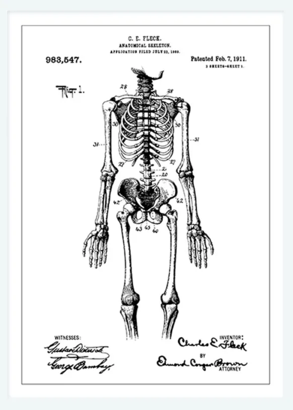 Patentritning - Anatomiskt Skelett I Canvastavla (30x40 cm)