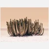 Peach Sky Cactus Canvastavla (30x40 cm)