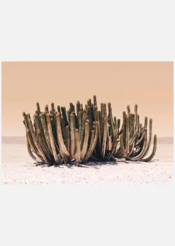 Peach Sky Cactus Canvastavla (30x40 cm)