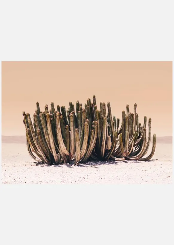 Peach Sky Cactus Canvastavla (30x40 cm)