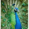 Peacock Canvastavla (30x40 cm)