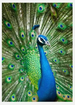 Peacock Canvastavla (30x40 cm)