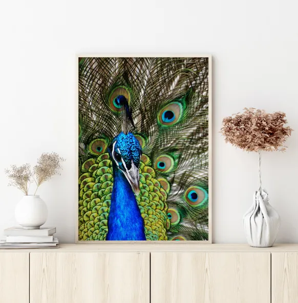 Peacock I Poster (21x29.7 cm (A4))