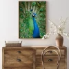 Peacock Poster (21x29.7 cm (A4))