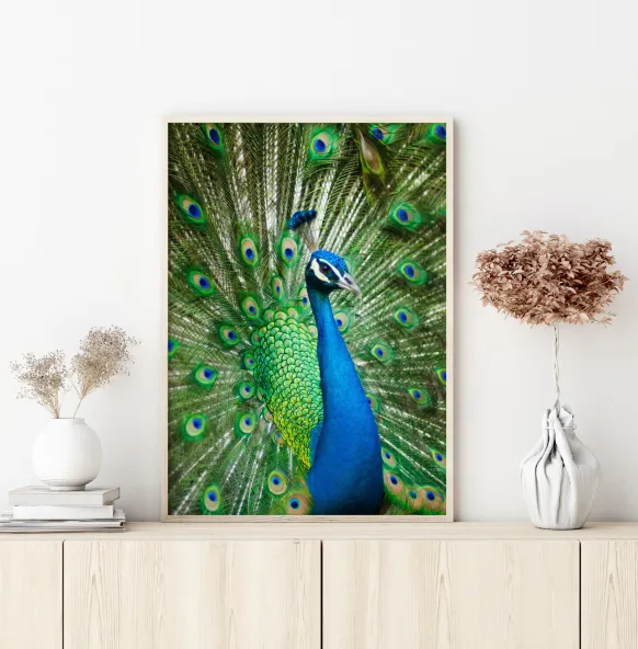 Peacock Poster (21x29.7 cm (A4))