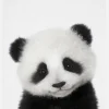Peekaboo Baby Panda Canvastavla (30x40 cm)