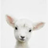 Peekaboo Baby Sheep Canvastavla (30x40 cm)