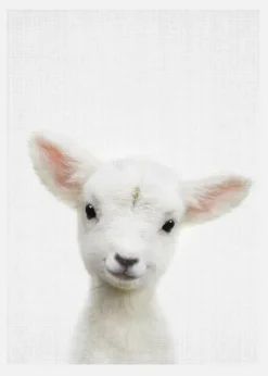 Peekaboo Baby Sheep Canvastavla (30x40 cm)