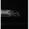 Peeking Cat Canvastavla (30x40 cm)