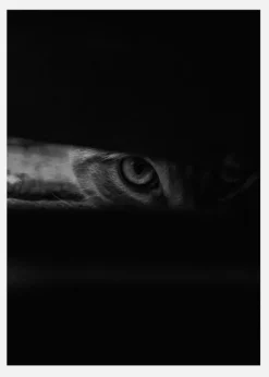 Peeking Cat Canvastavla (30x40 cm)