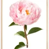 Peony Poster (21x29.7 cm (A4))