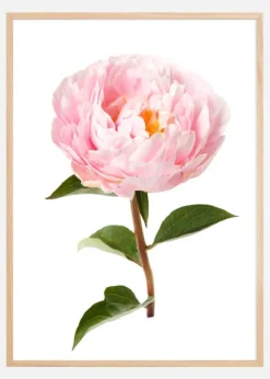Peony Poster (21x29.7 cm (A4))