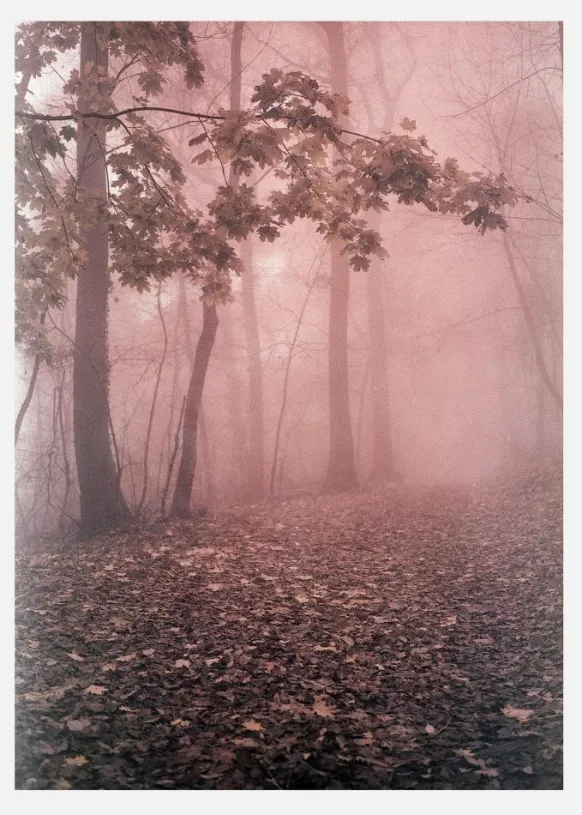 Pink Forrest Canvastavla (30x40 cm)