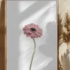 Pink Gerbera Poster (21x29.7 cm (A4))
