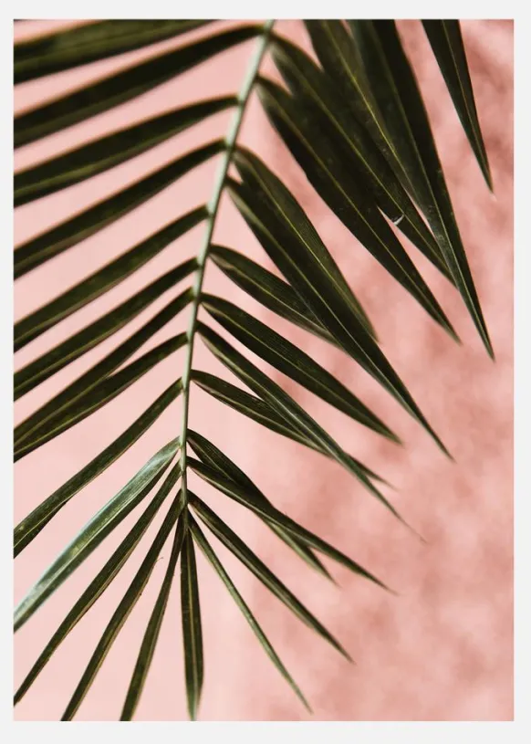 Pink Pastell Palm Canvastavla (30x40 cm)