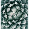 Plant Canvastavla (30x40 cm)