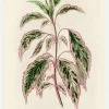 Plectranthus Scutellarioides III Canvastavla (30x40 cm)