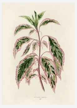 Plectranthus Scutellarioides III Canvastavla (30x40 cm)
