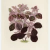 Plectranthus Scutellarioides II Canvastavla (30x40 cm)