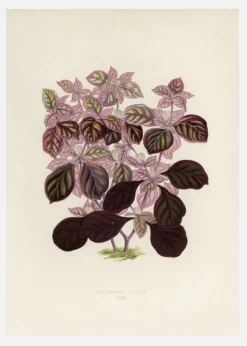 Plectranthus Scutellarioides II Canvastavla (30x40 cm)