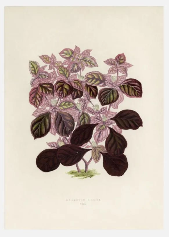 Plectranthus Scutellarioides II Canvastavla (30x40 cm)