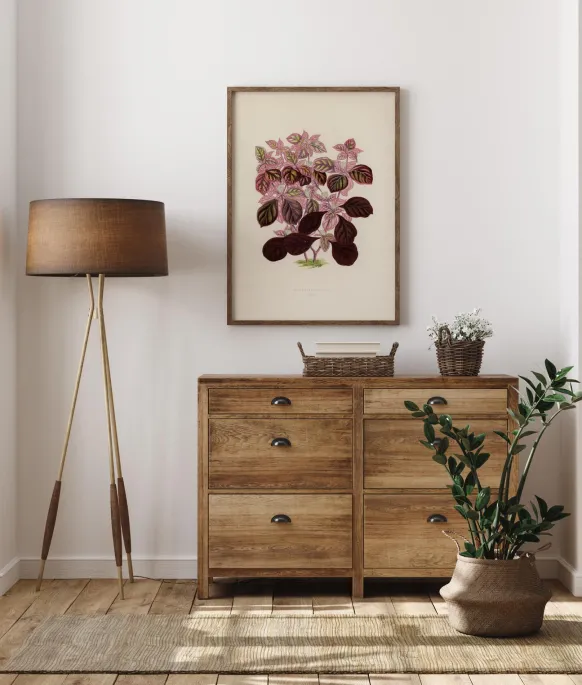 Plectranthus Scutellarioides II Poster (21x29.7 cm (A4))