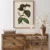 Plectranthus Scutellarioides Poster (21x29.7 cm (A4))