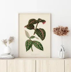 Plectranthus Scutellarioides Poster (21x29.7 cm (A4))