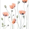Poppies Canvastavla (30x40 cm)